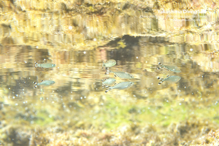 海に川にタイドプール!_b0186442_216128.jpg