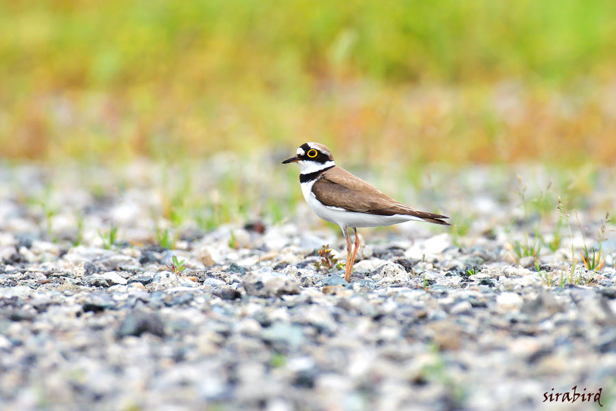 コチドリ（夏鳥　小千鳥、全長約16㎝）_d0238245_9363093.jpg