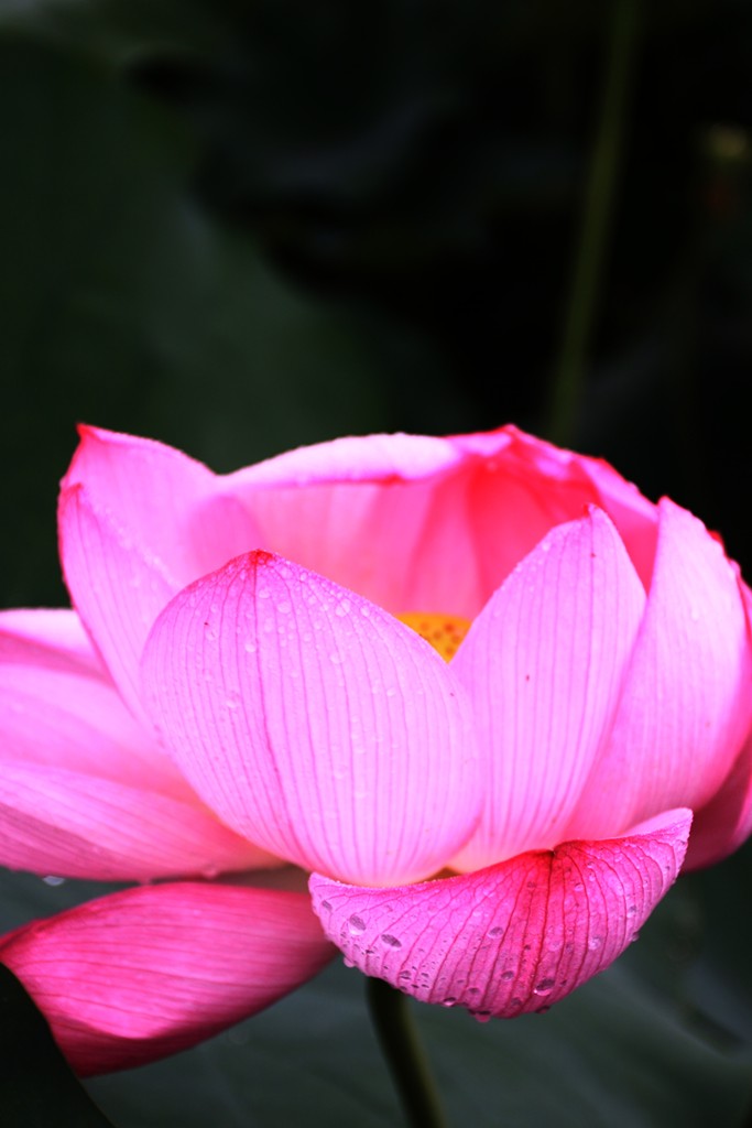 Lotus - 不忍池の蓮_a0148747_22192934.jpg