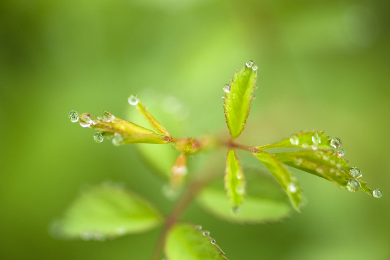 ★Morning Dew  -蒸散-_b0023047_6343299.jpg