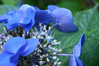 今日の花写真の１枚は「ガクアジサイ」_e0151255_9373495.jpg