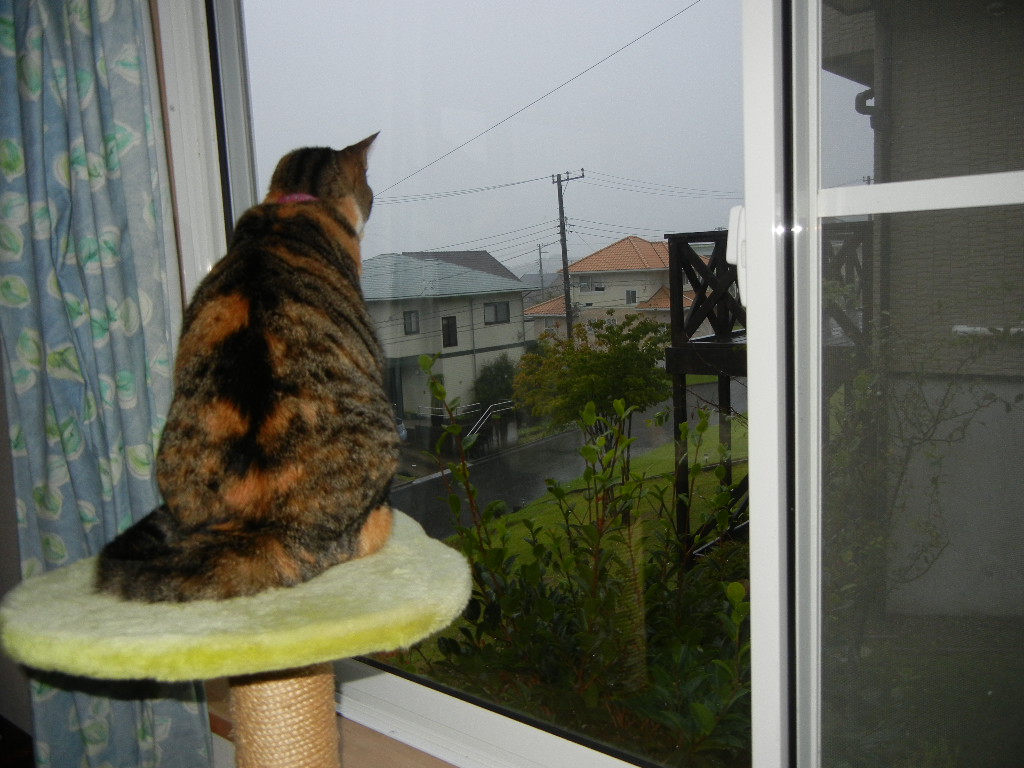 2011年8月22日(月)雨の寝曜日!_f0060461_9101146.jpg