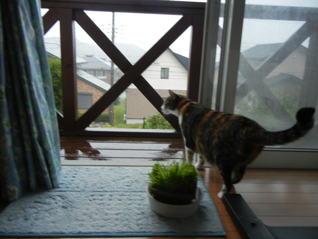 2011年8月22日(月)雨の寝曜日!_f0060461_9115071.jpg