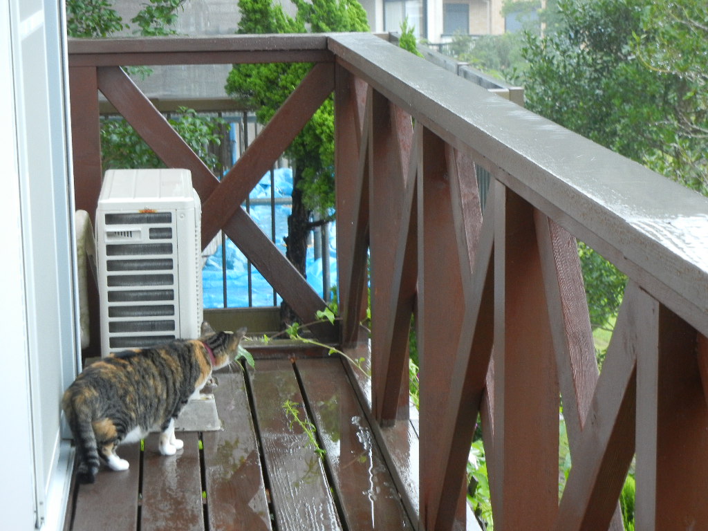 2011年8月22日(月)雨の寝曜日!_f0060461_9123946.jpg