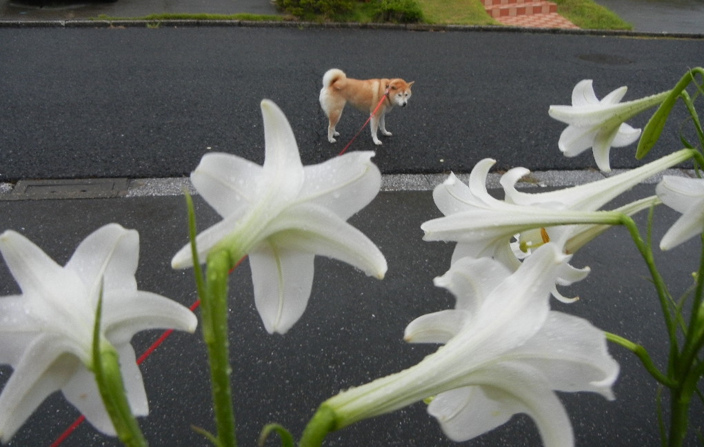 2011年8月22日(月)雨の寝曜日!_f0060461_972035.jpg