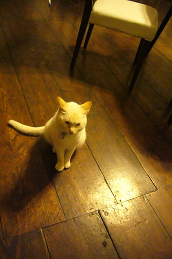 Kobe._c0153966_2133457.jpg