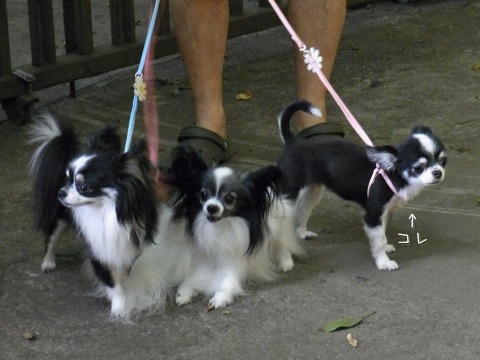 等々力渓谷 犬だらけ