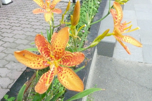 c0205169_92787.jpg