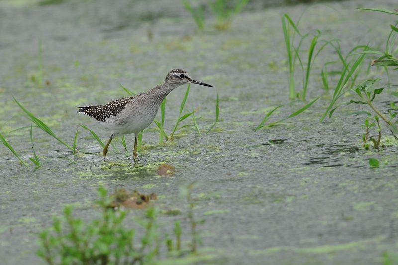 タカブシギ_f0053272_20522048.jpg