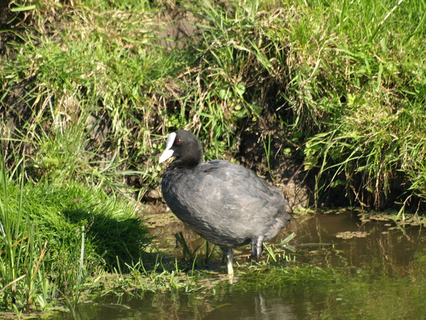 オランダの野鳥_c0171980_2348147.jpg