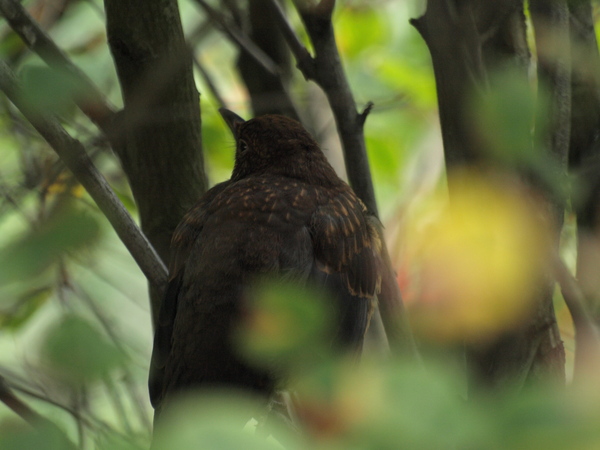 オランダの野鳥_c0171980_23594660.jpg