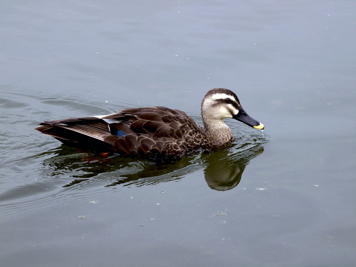 昆陽池の野鳥達_a0110584_20111252.jpg