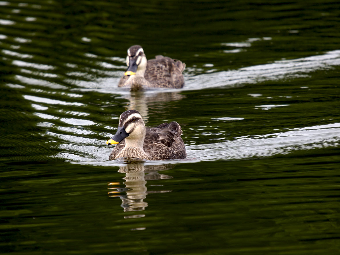 昆陽池の野鳥達_a0110584_2014954.jpg