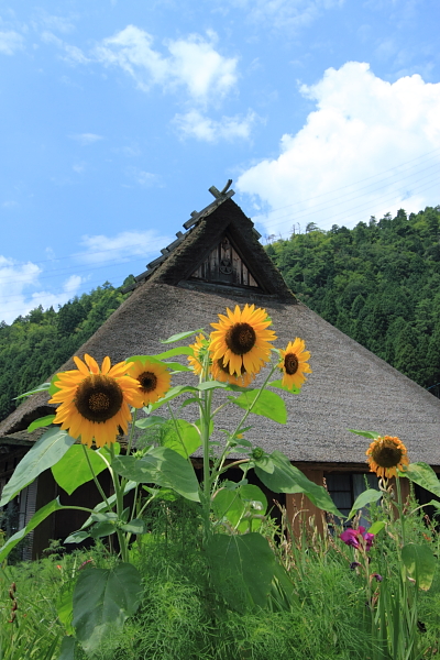 美山　かやぶきの里_e0051888_23294427.jpg