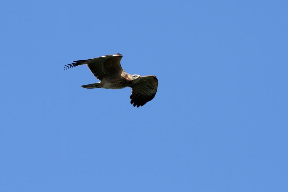 a0183690_2139558.jpg