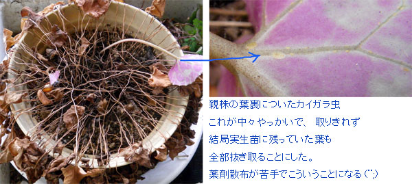 実生のミニシクラメン 夏越し後の植え替え 窓の向こうに