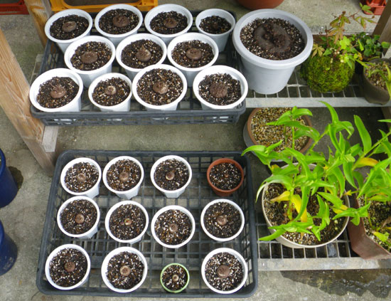 実生のミニシクラメン 夏越し後の植え替え 窓の向こうに