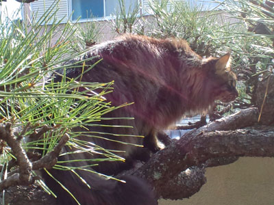 樹上の山猫　その２_e0019594_6412535.jpg