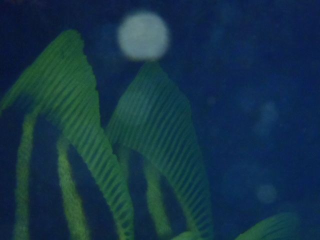 f0053895_1755435.jpg