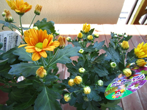 f0204295_17202661.jpg