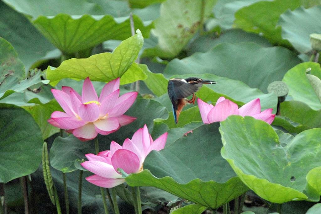 今年の「蓮カワセミ」(その3)/公園の池のウシガエル_b0024798_10471853.jpg