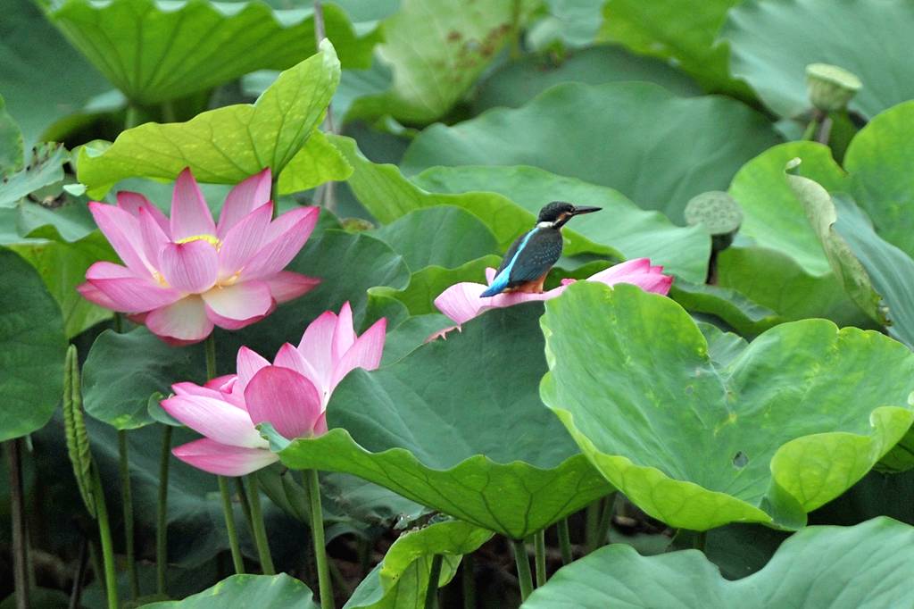 今年の「蓮カワセミ」(その3)/公園の池のウシガエル_b0024798_10475078.jpg
