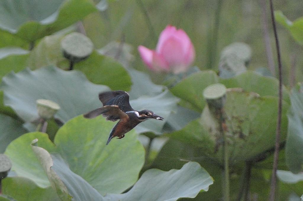 今年の「蓮カワセミ」(その3)/公園の池のウシガエル_b0024798_10475915.jpg