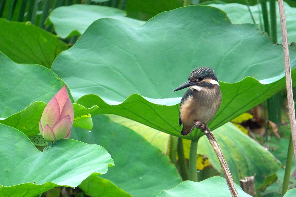 今年の「蓮カワセミ」(その3)/公園の池のウシガエル_b0024798_10482780.jpg