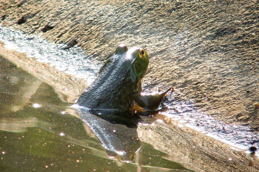 今年の「蓮カワセミ」(その3)/公園の池のウシガエル_b0024798_10513180.jpg