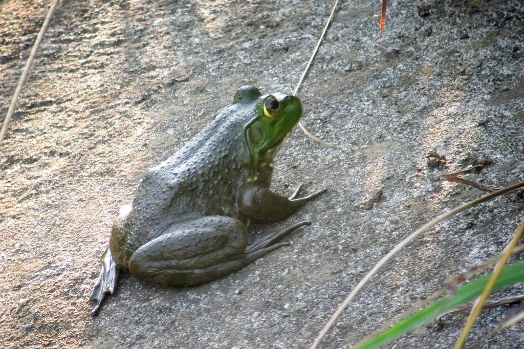 今年の「蓮カワセミ」(その3)/公園の池のウシガエル_b0024798_1051401.jpg
