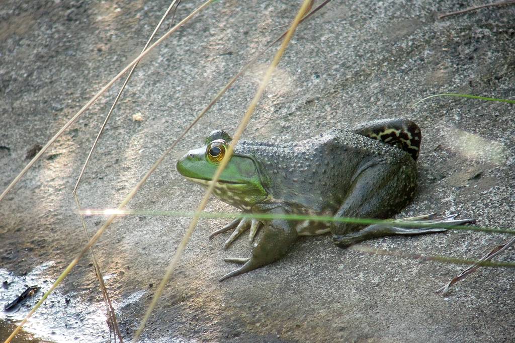 今年の「蓮カワセミ」(その3)/公園の池のウシガエル_b0024798_1052284.jpg