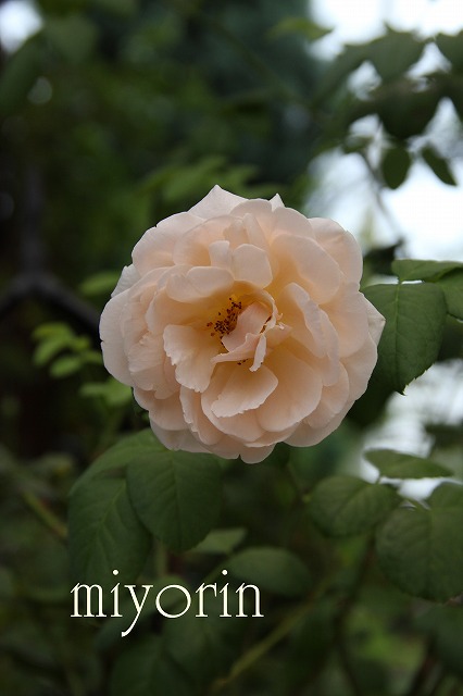a0123003_10432353.jpg