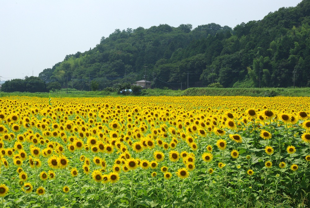 ひまわり2011@栃木県益子町_f0138807_1285984.jpg