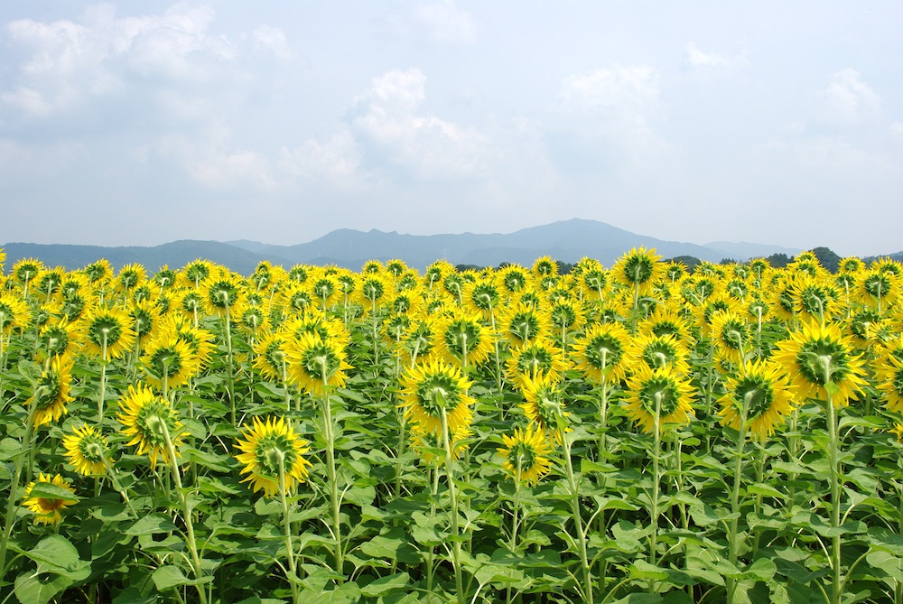 ひまわり2011@栃木県益子町_f0138807_1295274.jpg