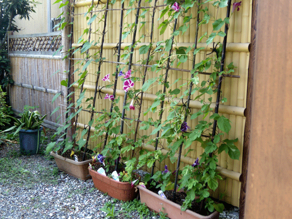 b0159611_0314657.gif