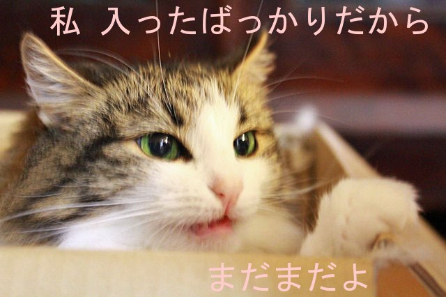 お猫好し_e0214720_16382756.jpg