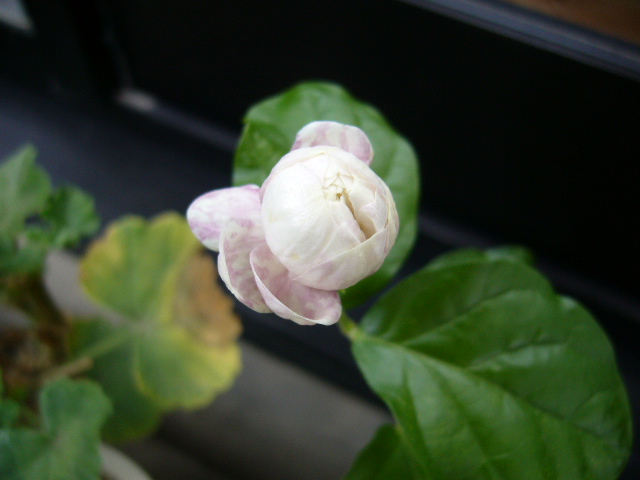 d0000324_10381938.jpg
