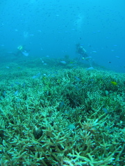 11.8.23 ボートでサンゴ堪能。_b0100730_22123799.jpg