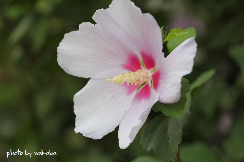 ムクゲと芙蓉の花の違い 自然のキャンバス ムクゲと芙蓉の花の違い 自然のキャンバス