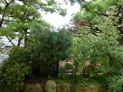 コニファーブルーアイス抜いてしまった Yoko Gardenの小部屋 コニファーブルーアイス抜いてしまった Yoko Gardenの小部屋