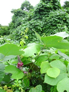 c0204740_1054521.jpg