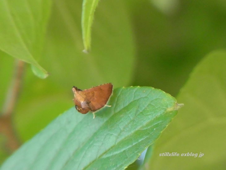 カレハバッタ？　　　　　_a0030749_1772672.jpg