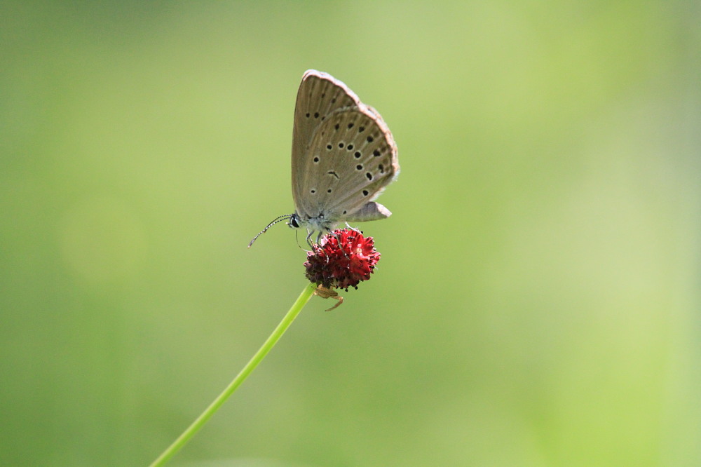 ゴマシジミ　　青ゴマに逢えて幸せです。　　2011.8.14長野県_a0146869_21391730.jpg