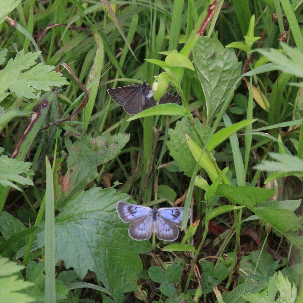 ゴマシジミ　　青ゴマに逢えて幸せです。　　2011.8.14長野県_a0146869_21415532.jpg