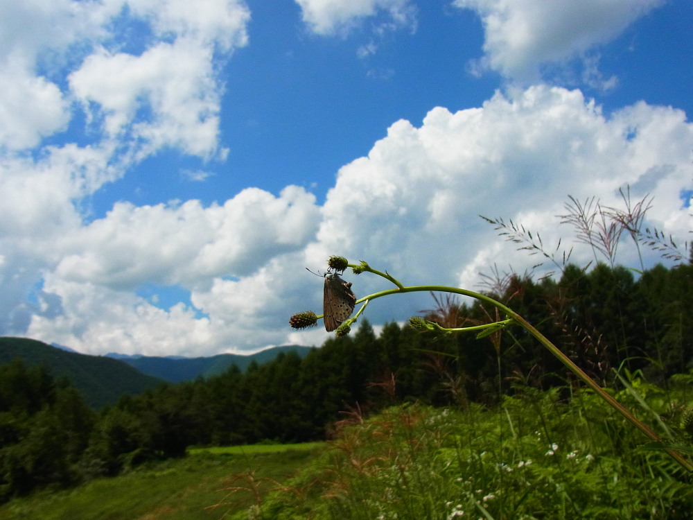 ゴマシジミ　　青ゴマに逢えて幸せです。　　2011.8.14長野県_a0146869_21441143.jpg