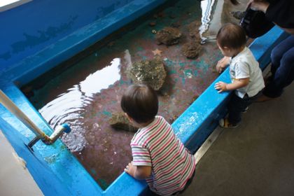 加茂水族館　/鶴岡市加茂_a0164972_2057191.jpg