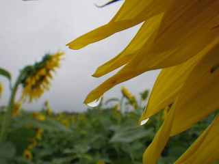ミイラ取りとオオカミ少年_b0141773_23342523.jpg