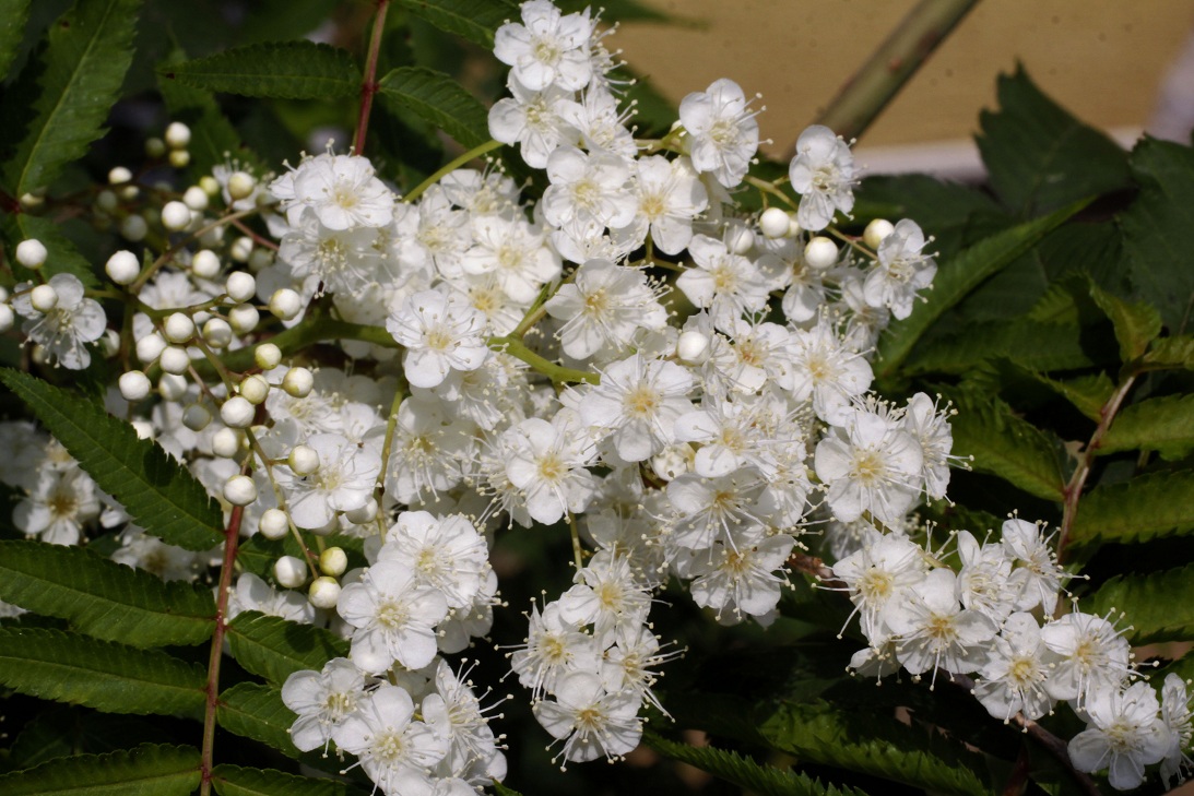 長く咲き続ける花　　　　　　　　ムクゲ　　ニワナナカマド_a0107574_0393879.jpg