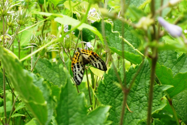 a0127090_21156100.jpg