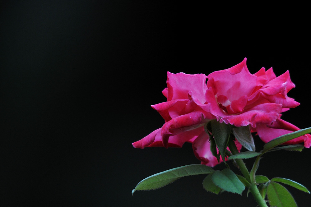 a0143491_22294644.jpg